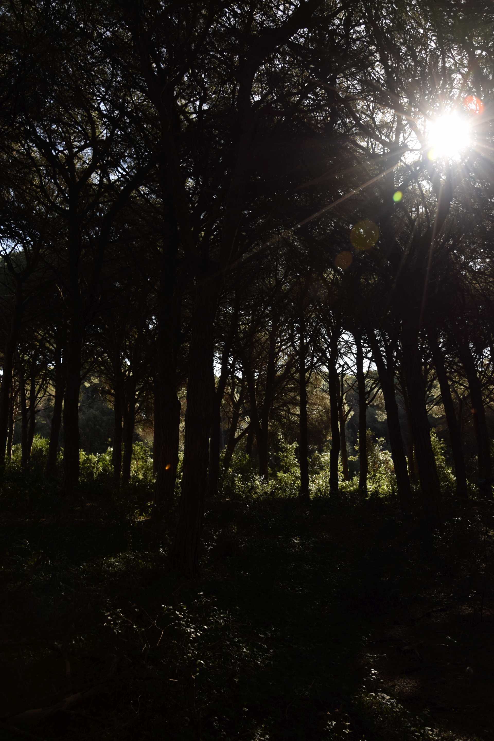 Alessia Silvi: Ostia, storie di volti e di natura